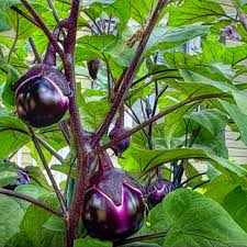 Afbeeldingsresultaat voor melanzana prosperosa eggplant
