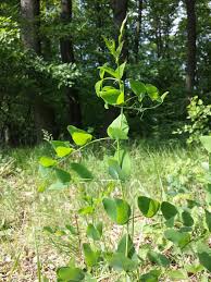 Attēlu rezultāti vaicājumam “Vicia pisiformis”