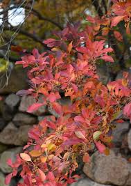 Attēlu rezultāti vaicājumam “Enkianthus campanulatus”