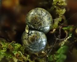 Attēlu rezultāti vaicājumam “Comatricha pulchella macro”