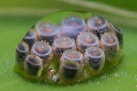 Attēlu rezultāti vaicājumam “Pentatomidae eggs”