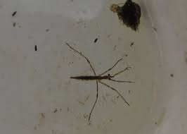 Attēlu rezultāti vaicājumam “Ranatra linearis”