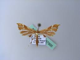 Attēlu rezultāti vaicājumam “Cnaemidophorus rhododactyla”