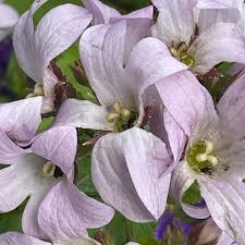 Attēlu rezultāti vaicājumam “Campanula patula fruit”