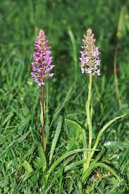 Attēlu rezultāti vaicājumam “Dactylorhiza incarnata flower”