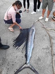 Image result for Istiophorus platypterus