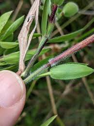 Attēlu rezultāti vaicājumam “Lycogala roseosporum sessile”