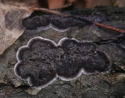 Attēlu rezultāti vaicājumam “Lamproderma pseudomaculatum spores”