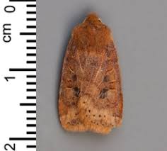 Attēlu rezultāti vaicājumam “Mythimna flammea”