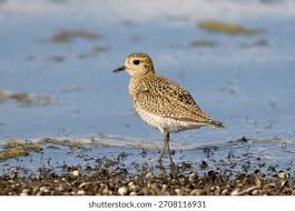 Attēlu rezultāti vaicājumam “Pluvialis apricaria”