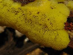 Attēlu rezultāti vaicājumam “Ceratiomyxa porioides”