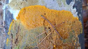 Attēlu rezultāti vaicājumam “Diderma subincarnatum”