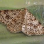 Attēlu rezultāti vaicājumam “Hydrelia sylvata”