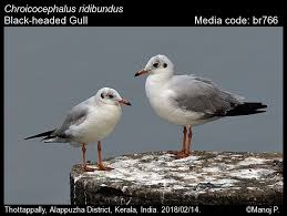 Image result for Chroicocephalus ridibundus