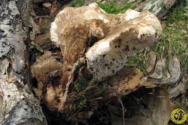 Attēlu rezultāti vaicājumam “Bondarzewia mesenterica”