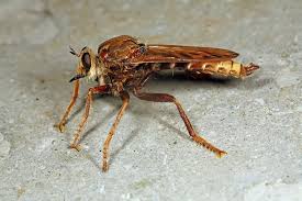 Attēlu rezultāti vaicājumam “Asilus crabroniformis”