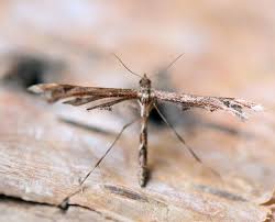 Attēlu rezultāti vaicājumam “Platyptilia sp.”