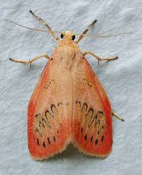 Attēlu rezultāti vaicājumam “Miltochrista miniata”