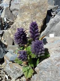 Attēlu rezultāti vaicājumam “Ajuga pyramidalis”
