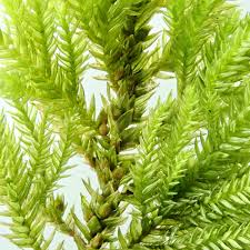 Attēlu rezultāti vaicājumam “Abietinella abietina var. hystricosa”