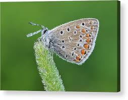 Attēlu rezultāti vaicājumam “Polyommatus icarus”