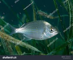 Image result for Spondyliosoma cantharus