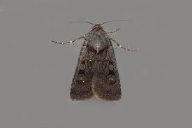 Attēlu rezultāti vaicājumam “Euxoa nigricans”