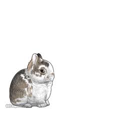 Attēlu rezultāti vaicājumam “Leporida”