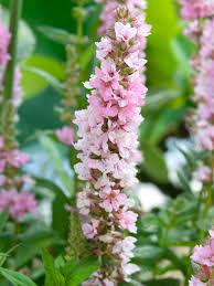 Image result for Lythrum salicaria