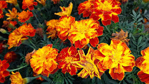 Attēlu rezultāti vaicājumam “Tagetes flower”
