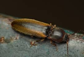 Attēlu rezultāti vaicājumam “Dalopius marginatus”