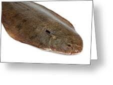 Image result for Solea solea