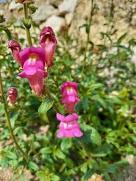 Attēlu rezultāti vaicājumam “Antirrhinum majus”