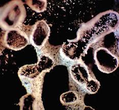 Attēlu rezultāti vaicājumam “Physarum bivalve young”