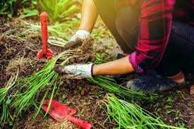 Image result for Schnittknoblauch