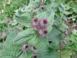 Attēlu rezultāti vaicājumam “Arctium nemorosum”