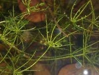 Attēlu rezultāti vaicājumam “Chara globularis”