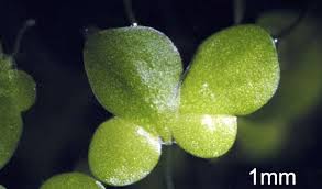 Attēlu rezultāti vaicājumam “Lemna gibba”