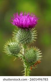 Attēlu rezultāti vaicājumam “Cirsium x rigens leaf”