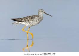 Image result for Tringa melanoleuca