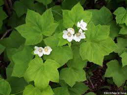 Attēlu rezultāti vaicājumam “Rubus parviflorus”
