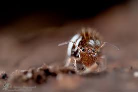 Attēlu rezultāti vaicājumam “Diachrysia tutti”