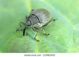 Attēlu rezultāti vaicājumam “Hoplia graminicola”