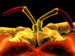 Attēlu rezultāti vaicājumam “Saduria entomon”