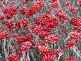 Image result for Strohblume