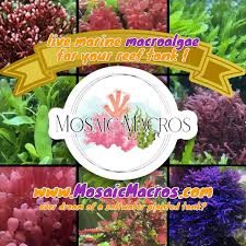 Attēlu rezultāti vaicājumam “Lycogala botrydium macro”