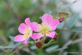 Attēlu rezultāti vaicājumam “Rosa glauca flower”