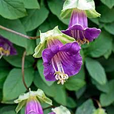 Image result for Glockenrebe