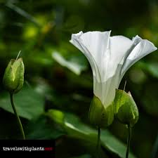 Attēlu rezultāti vaicājumam “Calystegia sepium fruit”