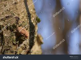 Attēlu rezultāti vaicājumam “Encoelia furfuracea”